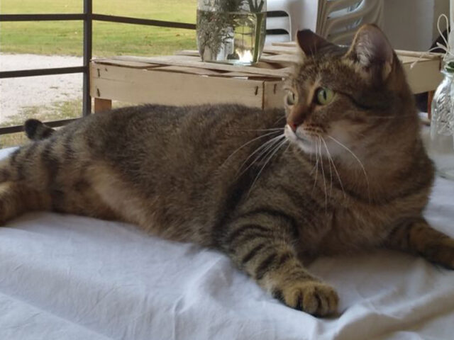 oltre-terapia-10-pet-therapy-00 https://demo2.demo.servonet.it/wp-content/uploads/2025/11/oltre-terapia-10-pet-therapy-00-640x480.jpg